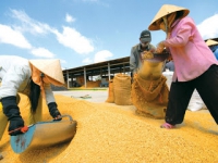 Thương lái lúa gạo: Cơ hội và những rủi ro